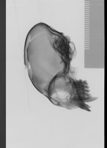 Media type: image;   Mammalogy 19793 Description: lateral;
